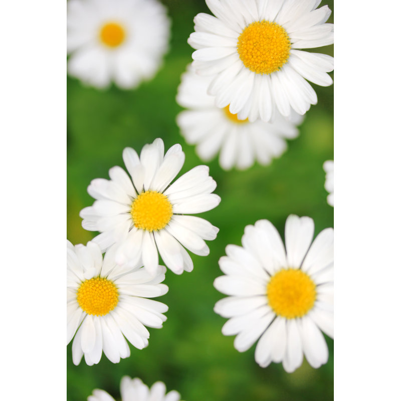 Beautiful Daisy Flowers by Emeliemaria - Wrapped Canvas Print, 46cm H x 30cm W