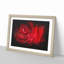 Dewdrops Upon A Red Rose Paint Splash - Picture Frame Graphic Art-56915562-56915565
