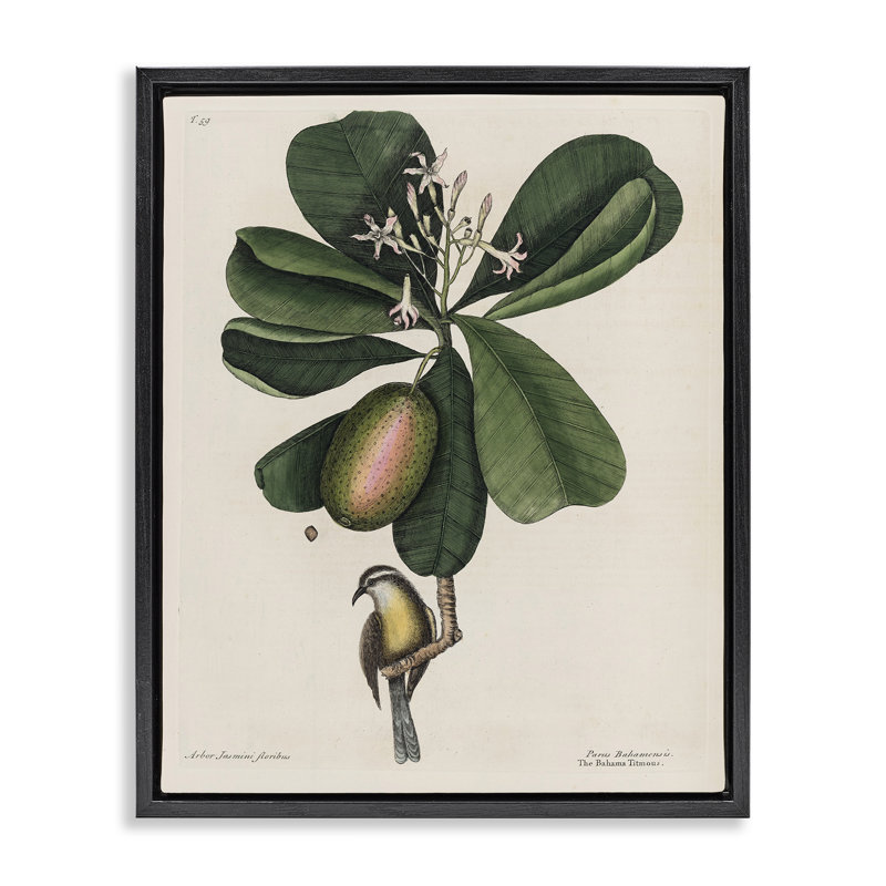 Cadre flottant Catesby Flora & Fauna, design par Print Collection, H 21 po x l 17 po, Cadre flottant noir de jais