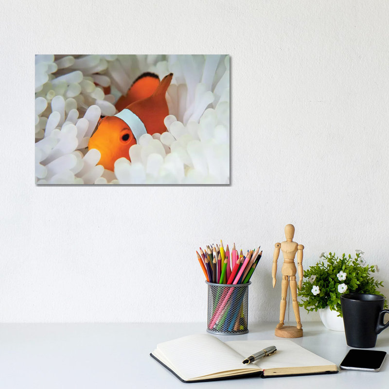 A False Clownfish Snuggles Amongst Its Host's Tentacles On A Reef by Ethan Daniels - Wrapped Canvas Print