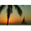 Palm tree