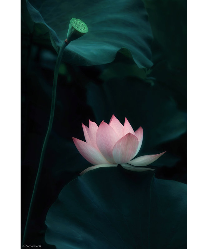 Wrapped Canvas Print, 50.8cm H x 76.2cm W