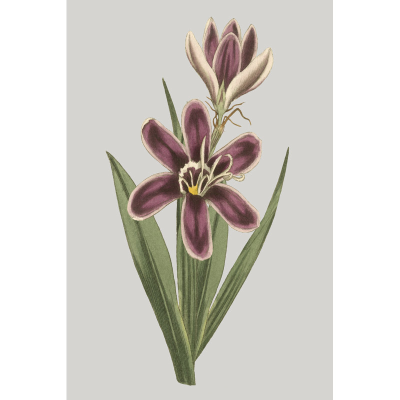 Floral Gems III 1 Piece Wrapped Canvas Painting, 91cm H x 61cm W