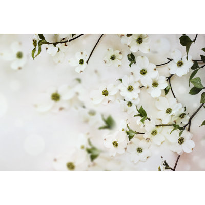 Dogwood Spring Blossoms by Stephanie Frey - Wrapped Canvas Print