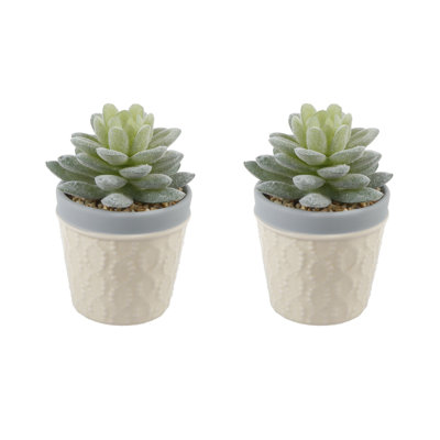 Plante grasse en pot 2 pièces