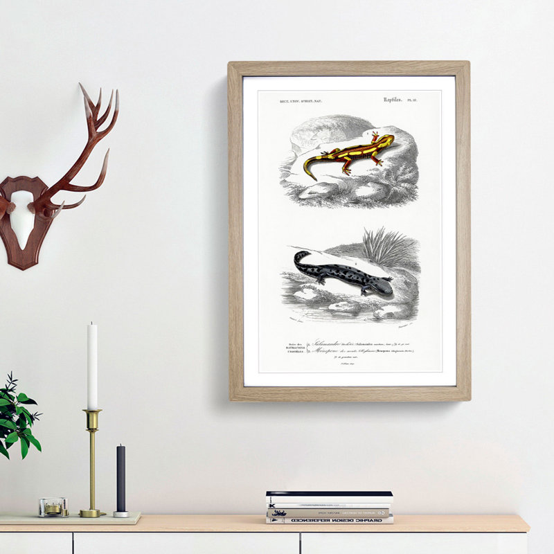 Salamander Illustrations PL. 18 by Charles d' Orbigny - Picture Frame Painting Print, 36cm H x 27cm W x 2cm D, Oak Framed