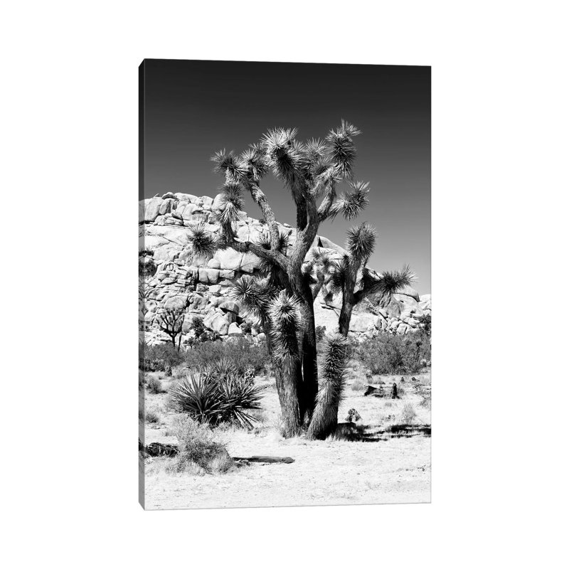 Black California Series - Beautiful Joshua Tree - Wrapped Canvas Print, 101.6 cm H x 66.04 cm W x 1.91 cm D