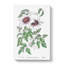 White Leather Clematis Flower - Wrapped Canvas Painting-55305246