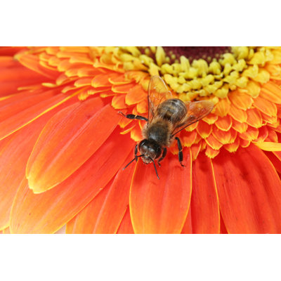 Honeybee And Daisy by Arlindo71 - No Frame Art Prints on Canvas