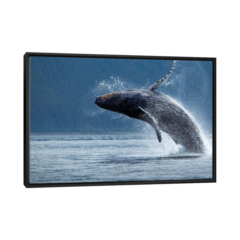 «Breaching Humpback Whale, Chatham Strait, Alaska, USA», impression sur toile, Toile avec cadre noir, Pas de tapis