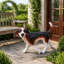 Statue de jardin 16,9 po Beagle