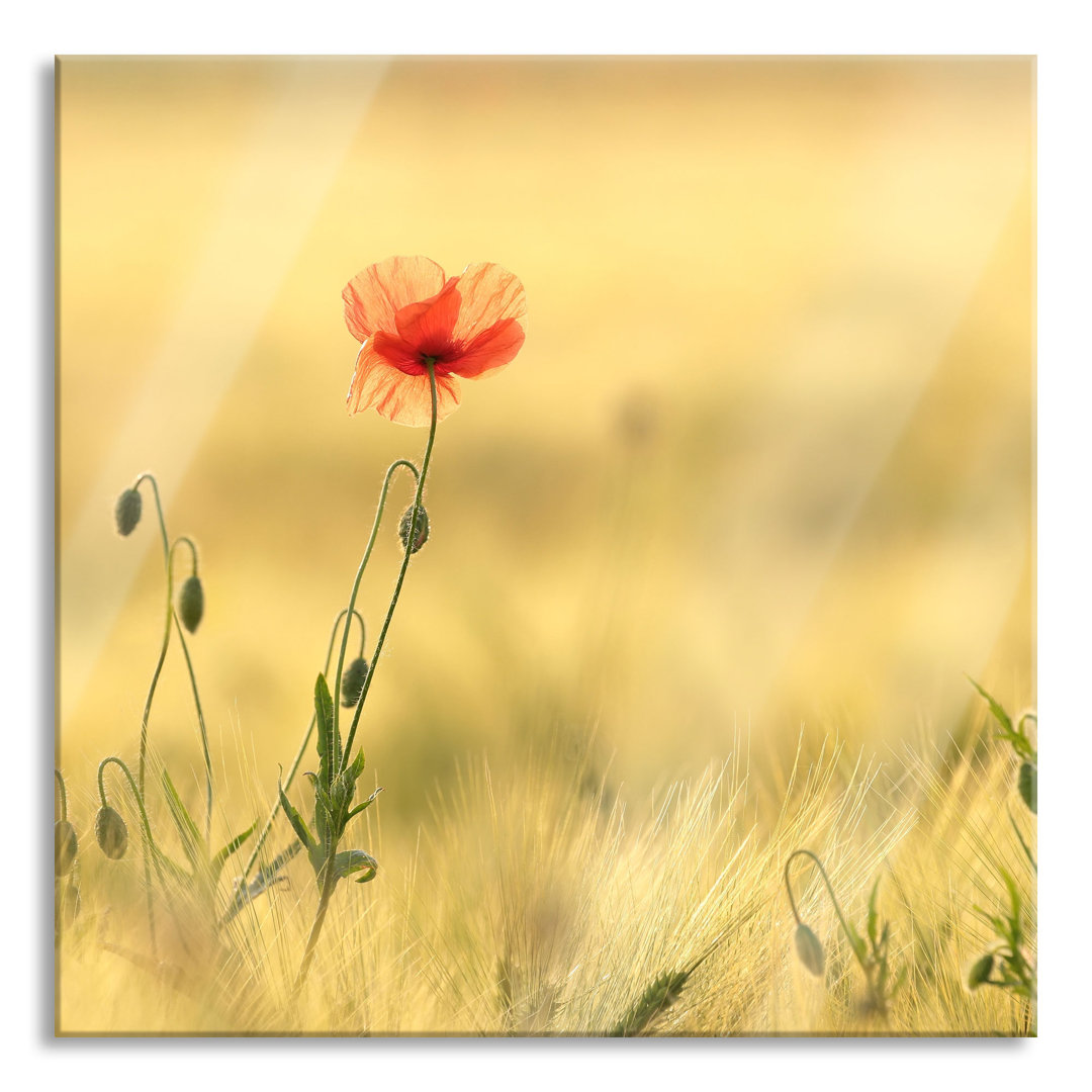 Glasbild Wunderschöne Mohnblume im Feld