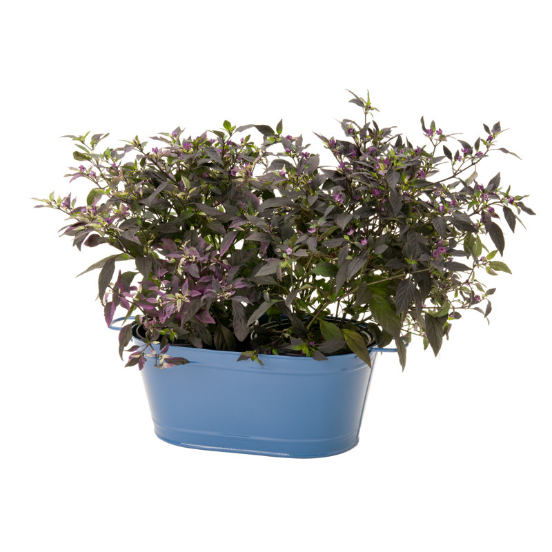 Pot de fleurs en acier galvanisé Lissette, H 6 po x l 16 po x P 8 po, Vert
