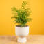 Parlor Palm Tree in Ceramic Planter