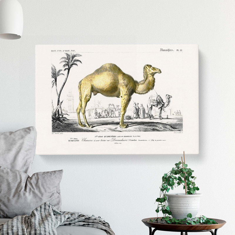 Camel Illustration by Charles D Orbigny - Wrapped Canvas, 40cm H x 60cm W x 3cm D