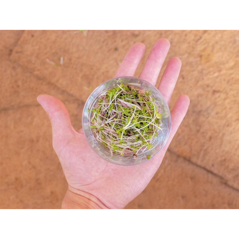 Tapis de culture Remedio Coco pour plateaux de semis Microgreen - 10 x 20 pouces