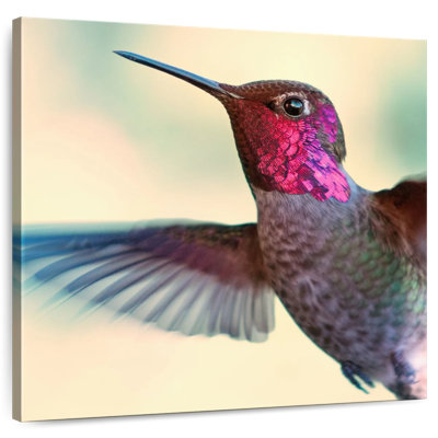 Brampt Flying Anna's Hummingbird
