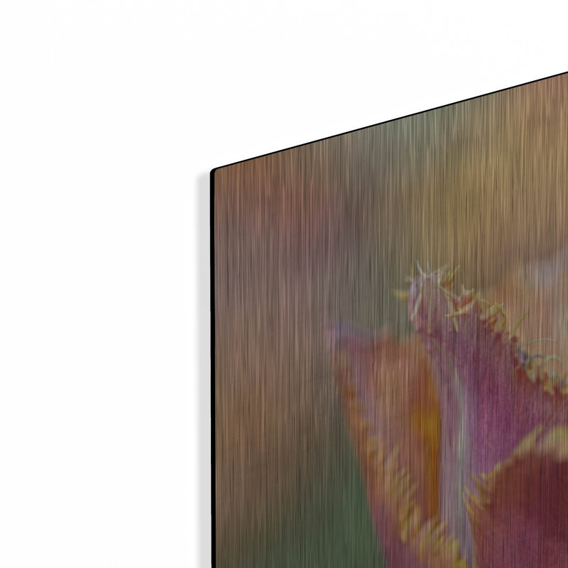 Tulipe Crispa par Cora Niele, H 12 po x l 16 po