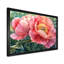 Pivoine d'été en pleine floraison III - pivoine, art mural-543798608-784610980