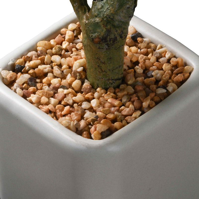 11" Croton Plant