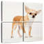 Chihuahua précieux-1553790872