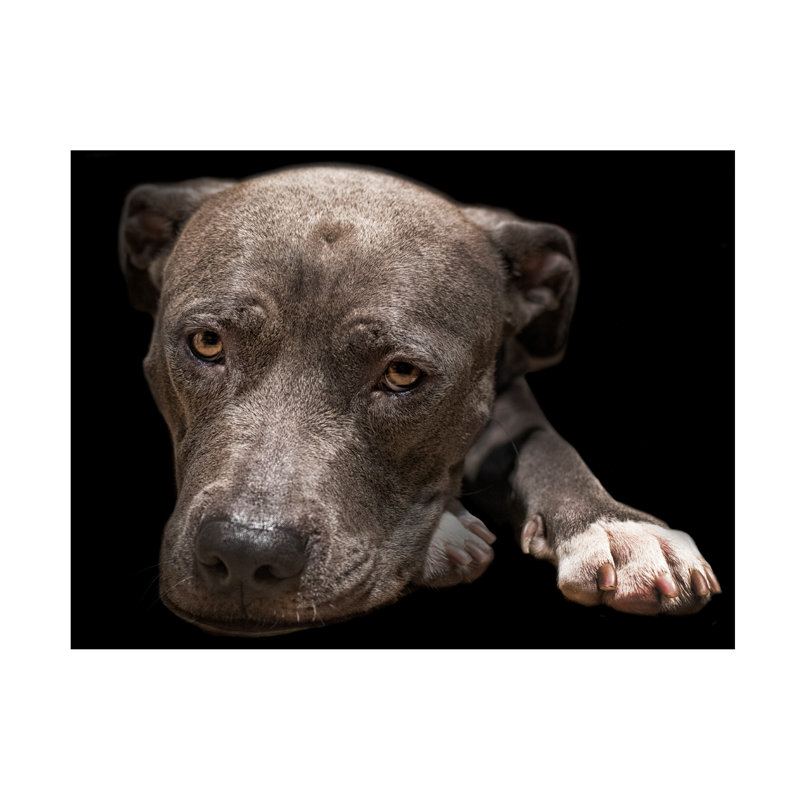 Pit Bull Terrier par Lori Hutchison - photographie sur toile tendue, H 35 po x l 47 po x P 2 po