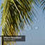 Plage, palmiers, Keys, États-Unis, West Key, magnifique arbre avec 12 crochets-878639002