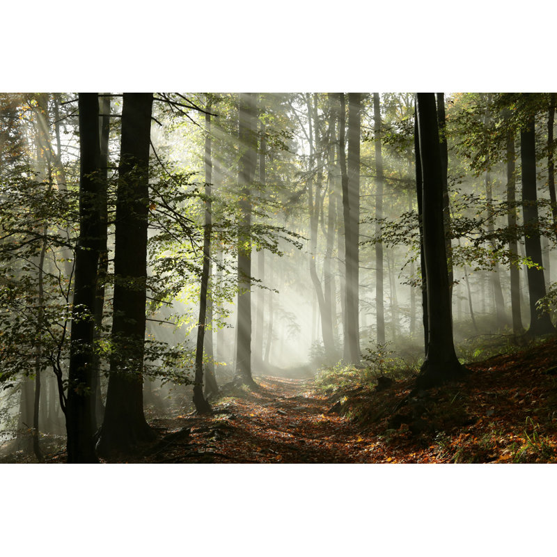 Forest Path by Aniszewski - Wrapped Canvas Print, 61cm H x 91cm W x 3.8cm D