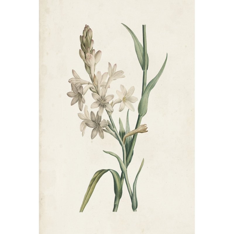 Classic Botanicals I by Pierre Redoute - Art Prints, Wrapped Canvas, 76cm H x 51cm W
