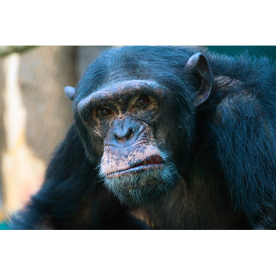 " Closeup Of Chimpanzee " by Sergeytimofeev
