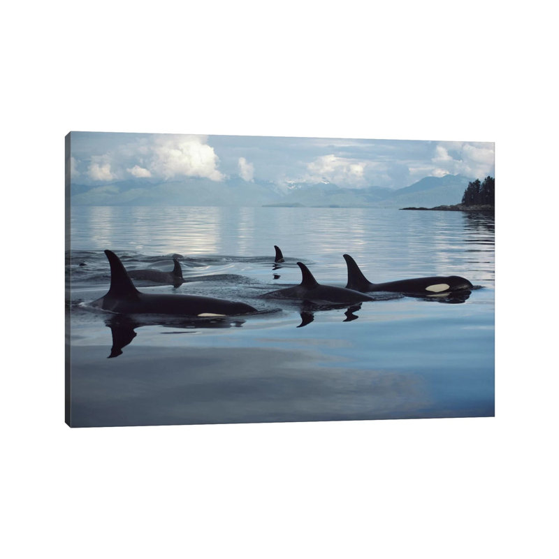 Orca Group, Johnstone Strait, British Columbia, Canada by Flip Nicklin - Wrapped Canvas Print