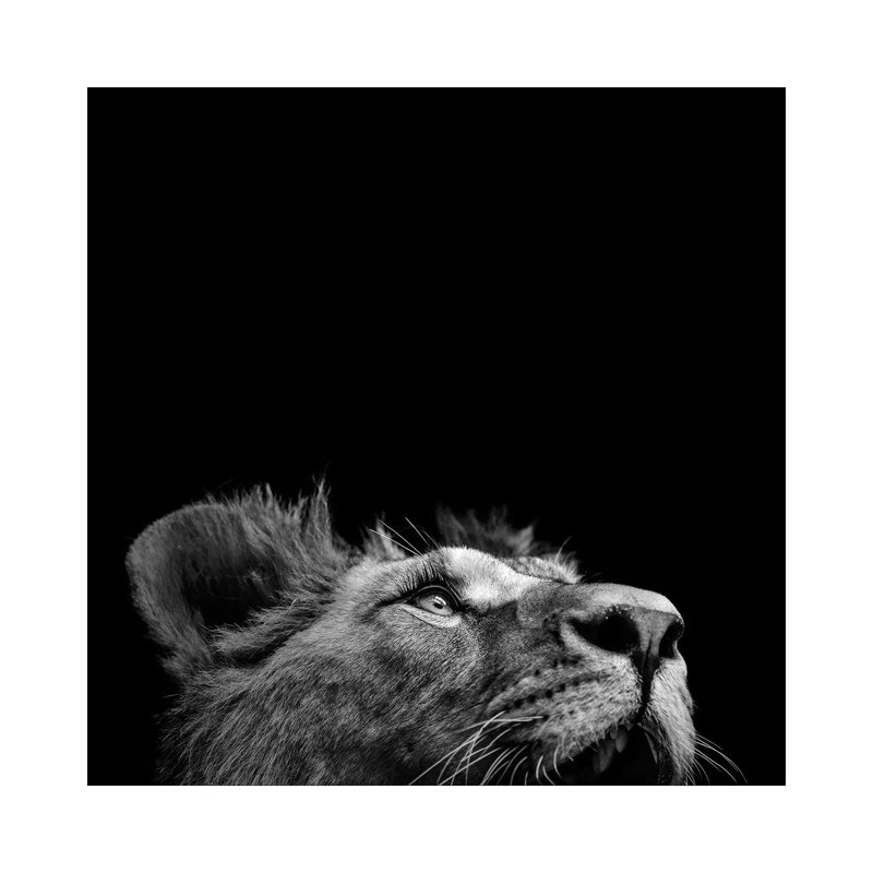 Lion In Black And White II by Lukas Holas - Wrapped Canvas Print, 93.98cm H x 93.98cm W x 1.905cm D