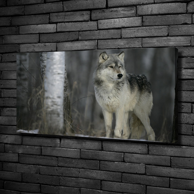 Grey Wolf - Wrapped Canvas Print
