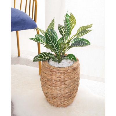 Caenas Pot Planter