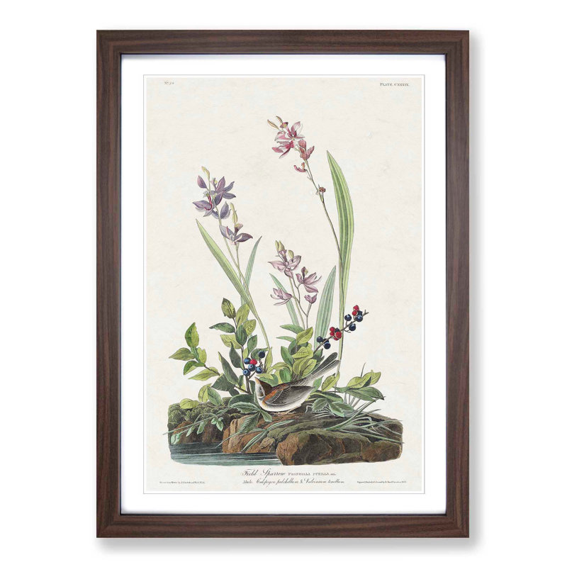 Field Sparrow by John Audubon - Picture Frame Graphic Art Print, Walnut Framed, 36cm H x 27cm W x 2cm D