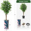 75 plantes-97992054