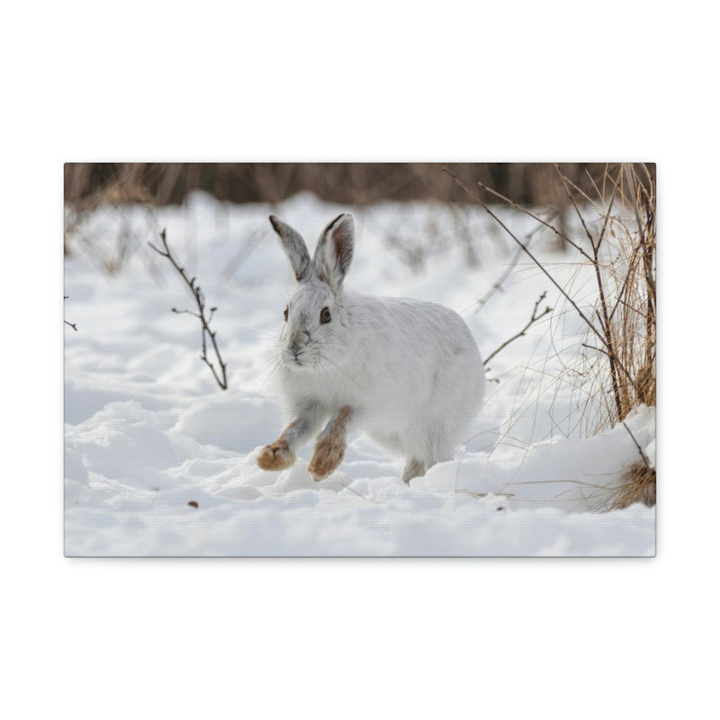 No Frame Print on Canvas, 27.94cm H x 35.56cm W