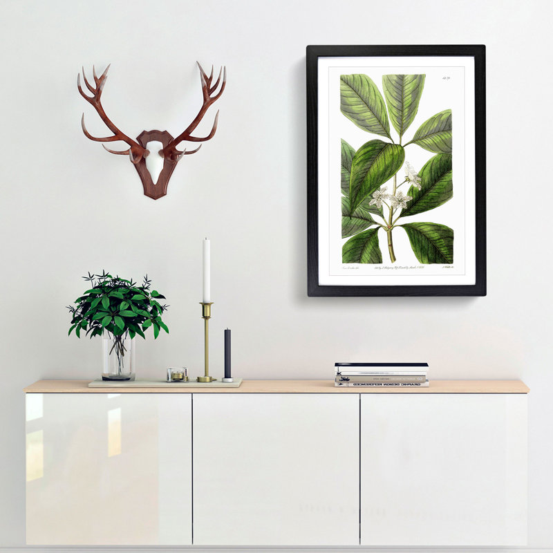 Flowering Tristania Plant - Framed Print, 36cm H x 27cm W x 2cm D, Black Framed