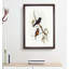 White-Eyebrowed Woodswallows by Elizabeth Gould - Picture Frame Painting Print-55611868-55611867