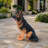 Lifelike German Shepherd Dog Statue