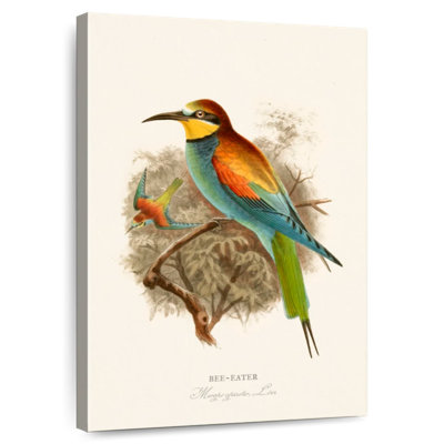 Bee-Eater