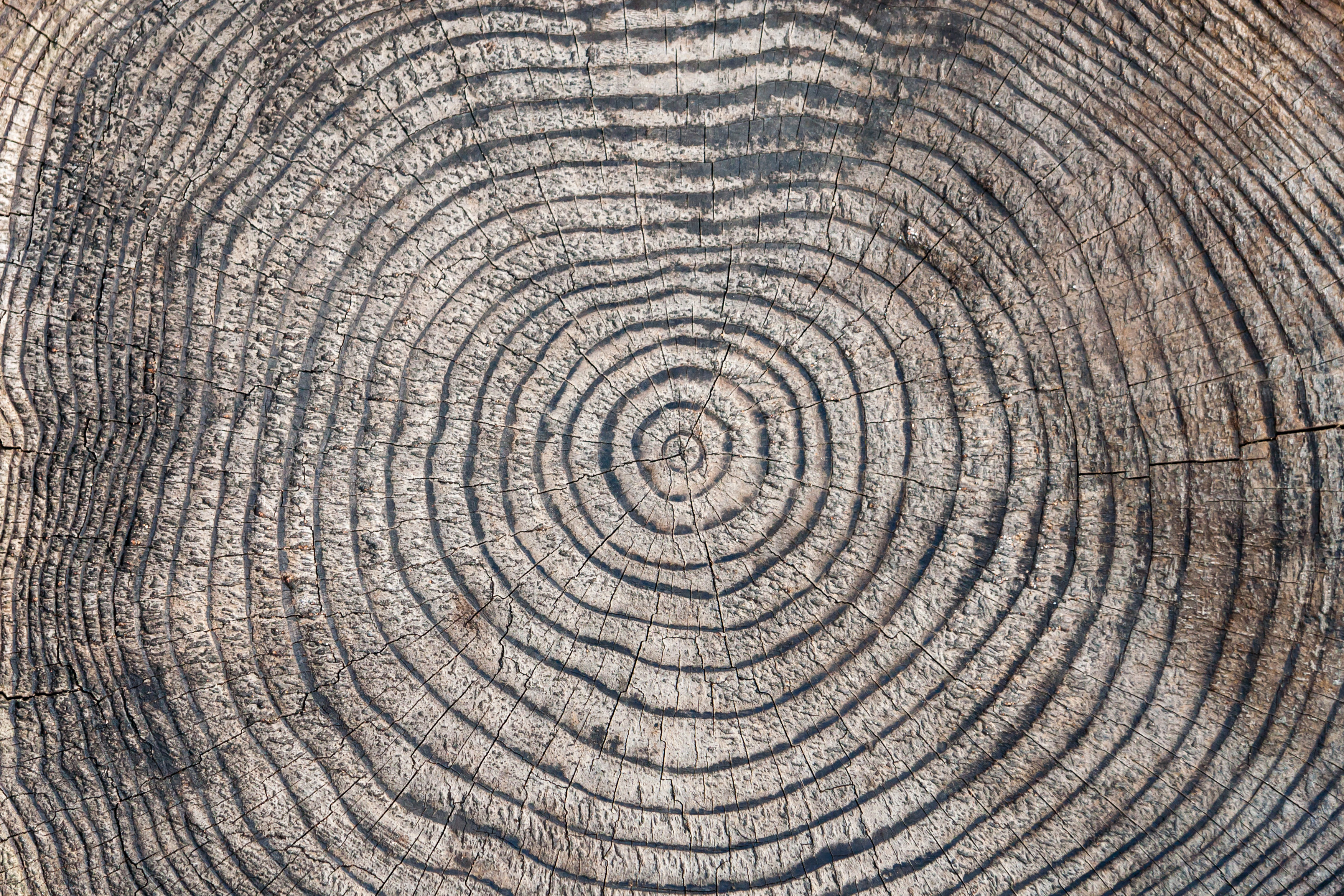 Ebern Designs Tree Rings | Wayfair