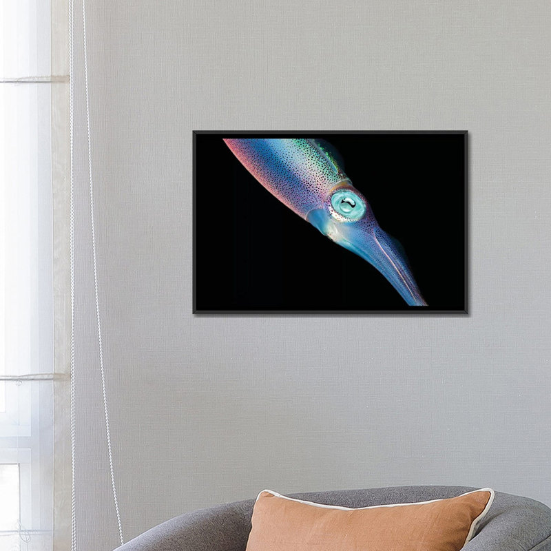« the caraïbes récif squid », reproduction de photo sur toile, H 18 po x l 26 po x P 1,5 po, Toile avec cadre noir
