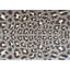 Tapis neutre neutre lavable Cheetah-535998129-419776415