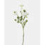 White Ranunculus 18.5"