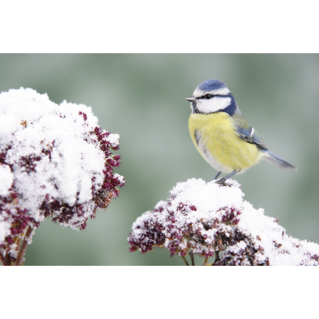 Bluetit On Stonecrop von Schnuddel - Kunstdrucke auf Leinwand