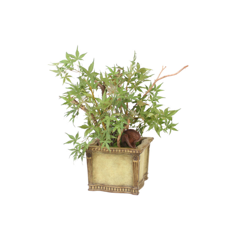 Petit érable japonais en pot carré
