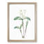 Star Orchid Flowers by Pierre-Joseph Redoute - Framed Print-55615731-55615732