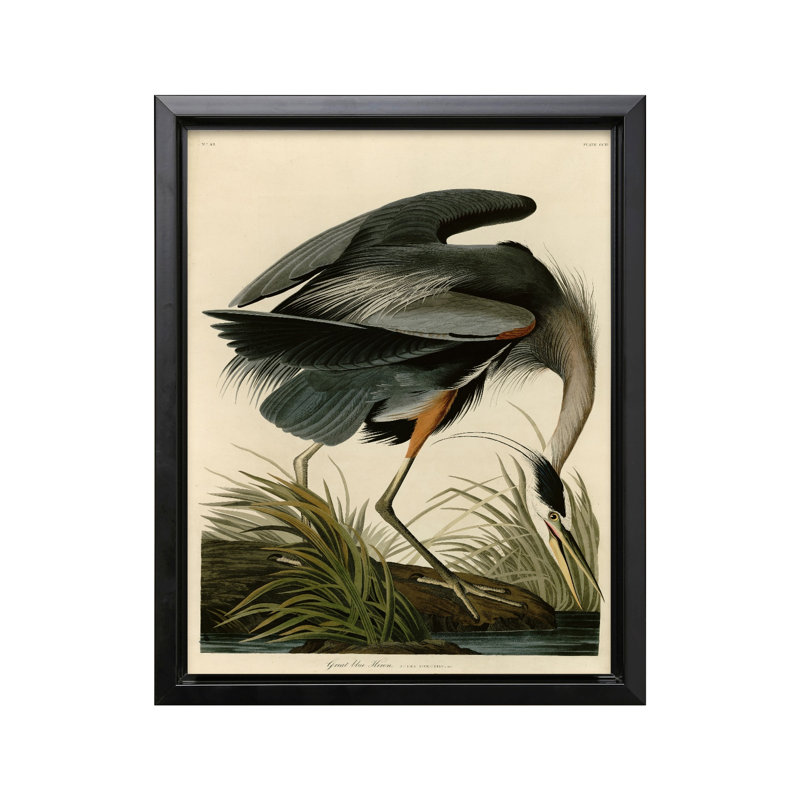 John James Audubon - Grand héron bleu, 18"H x 24"W, Canvas, Black Framed