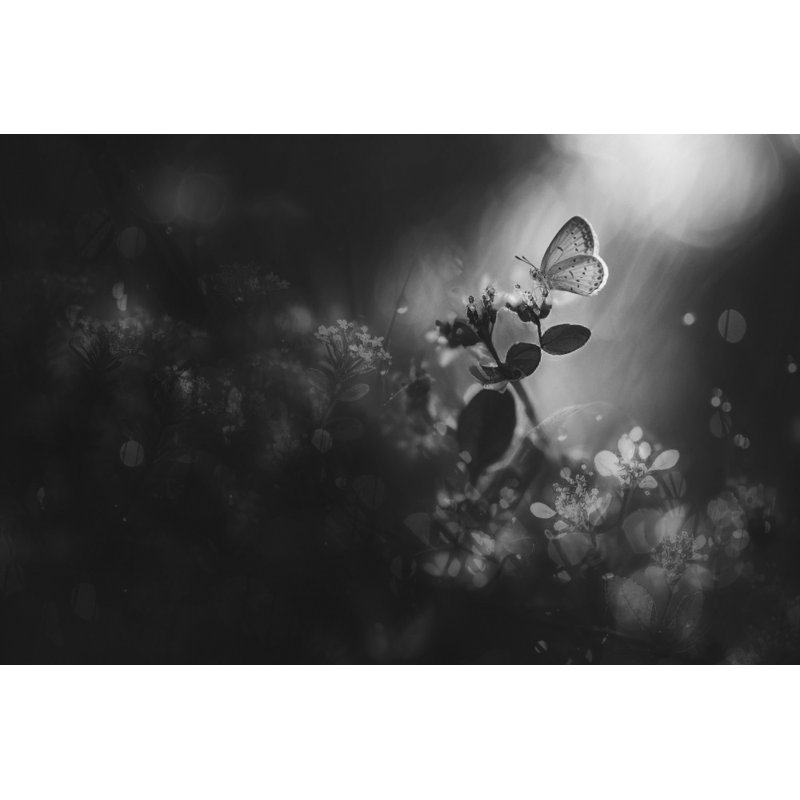 Wrapped Canvas Print, 50.8 cm H x 76.2 cm W